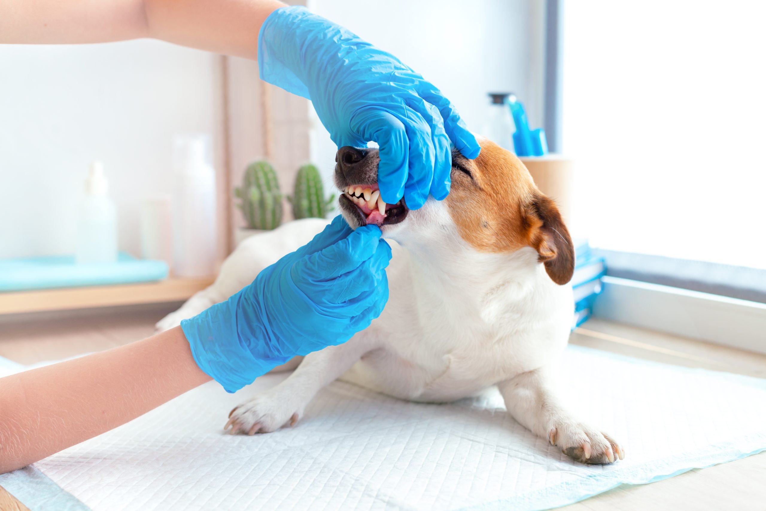 A veterinarian in blue gloves examines the teeth of a Jack Russell Terrier dog