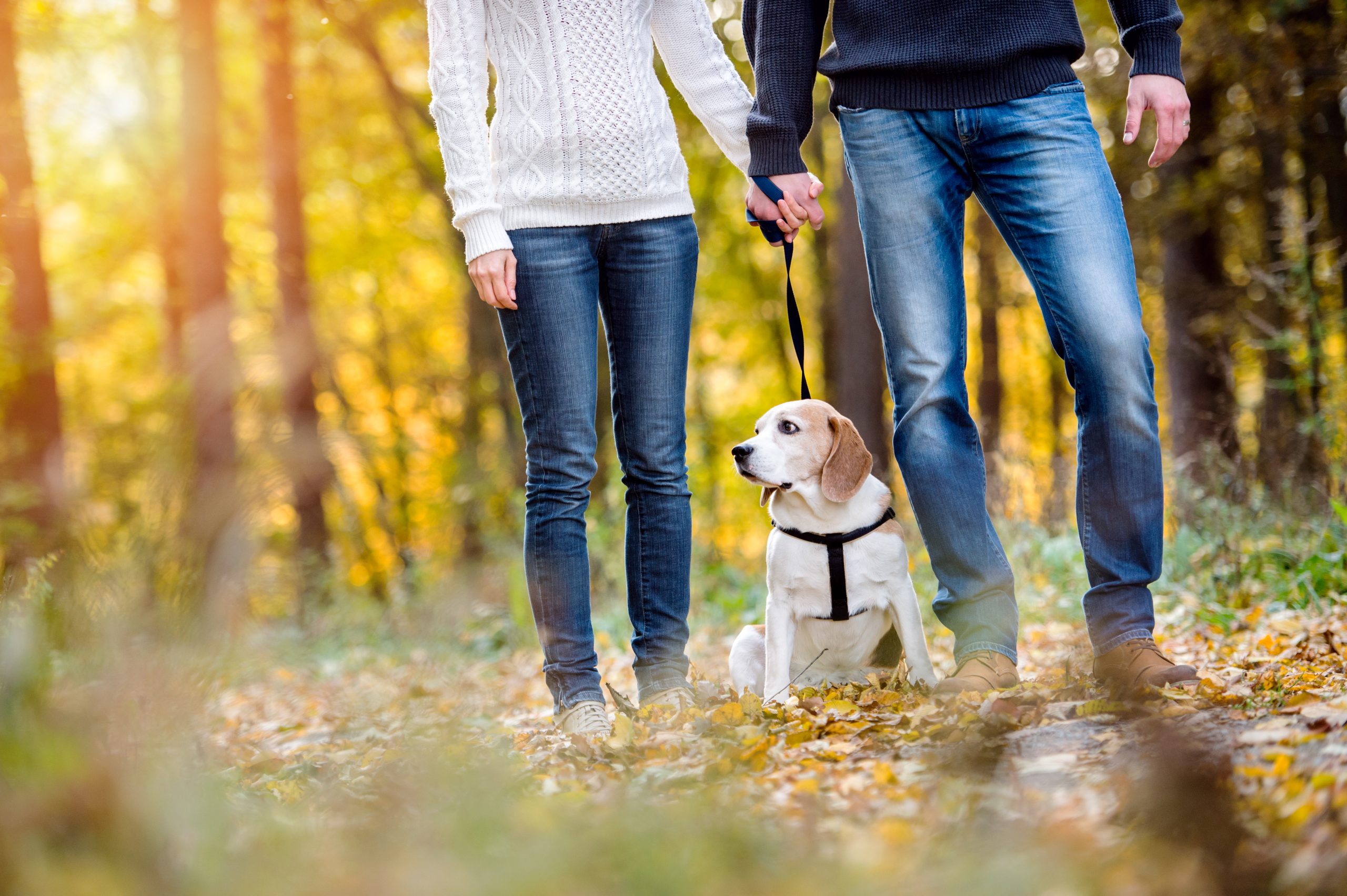 Couple walking a dog in colorful sunny autumn forest