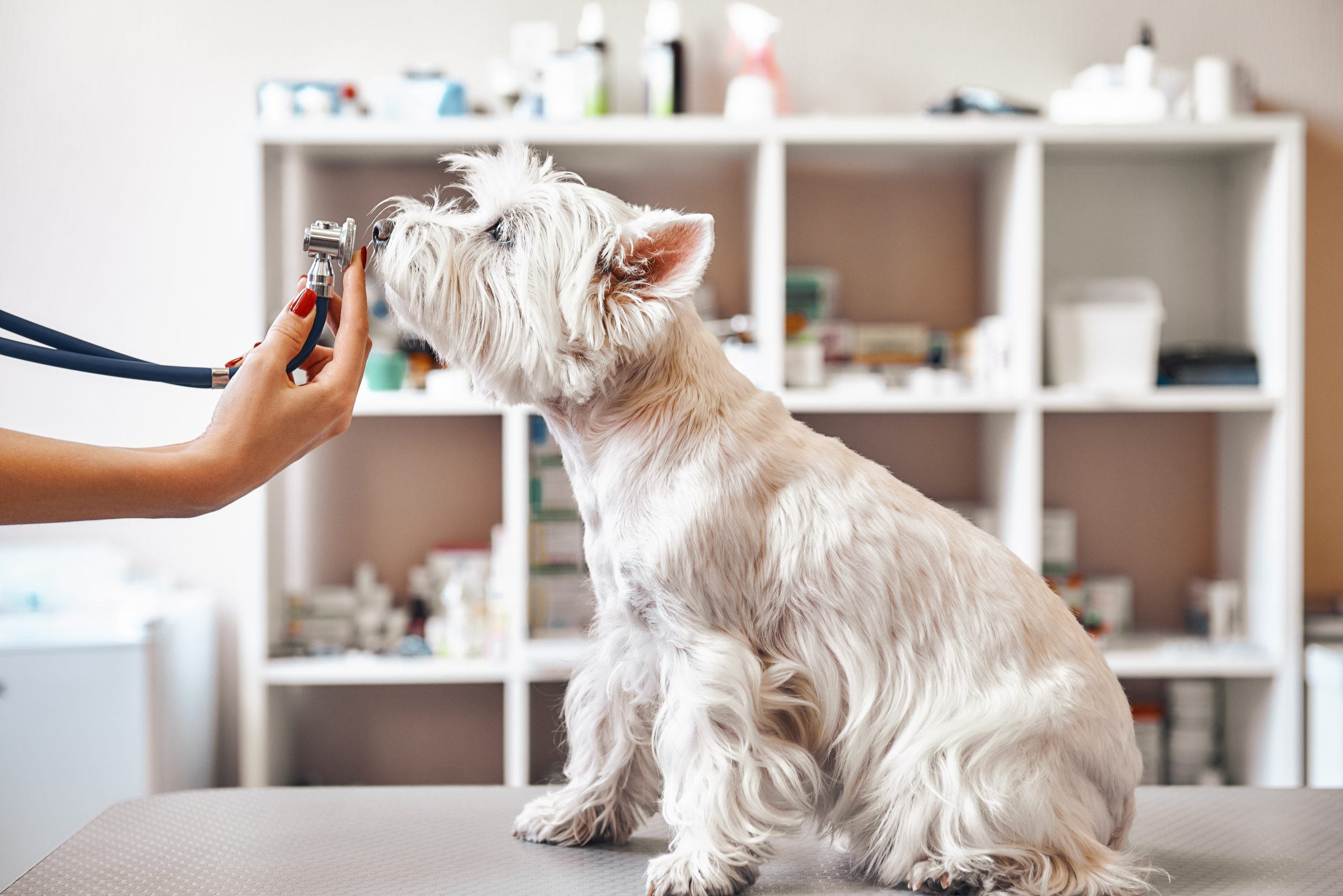 Veterinarian holding phonendoscope in front of dog's nose at veterinary clinic