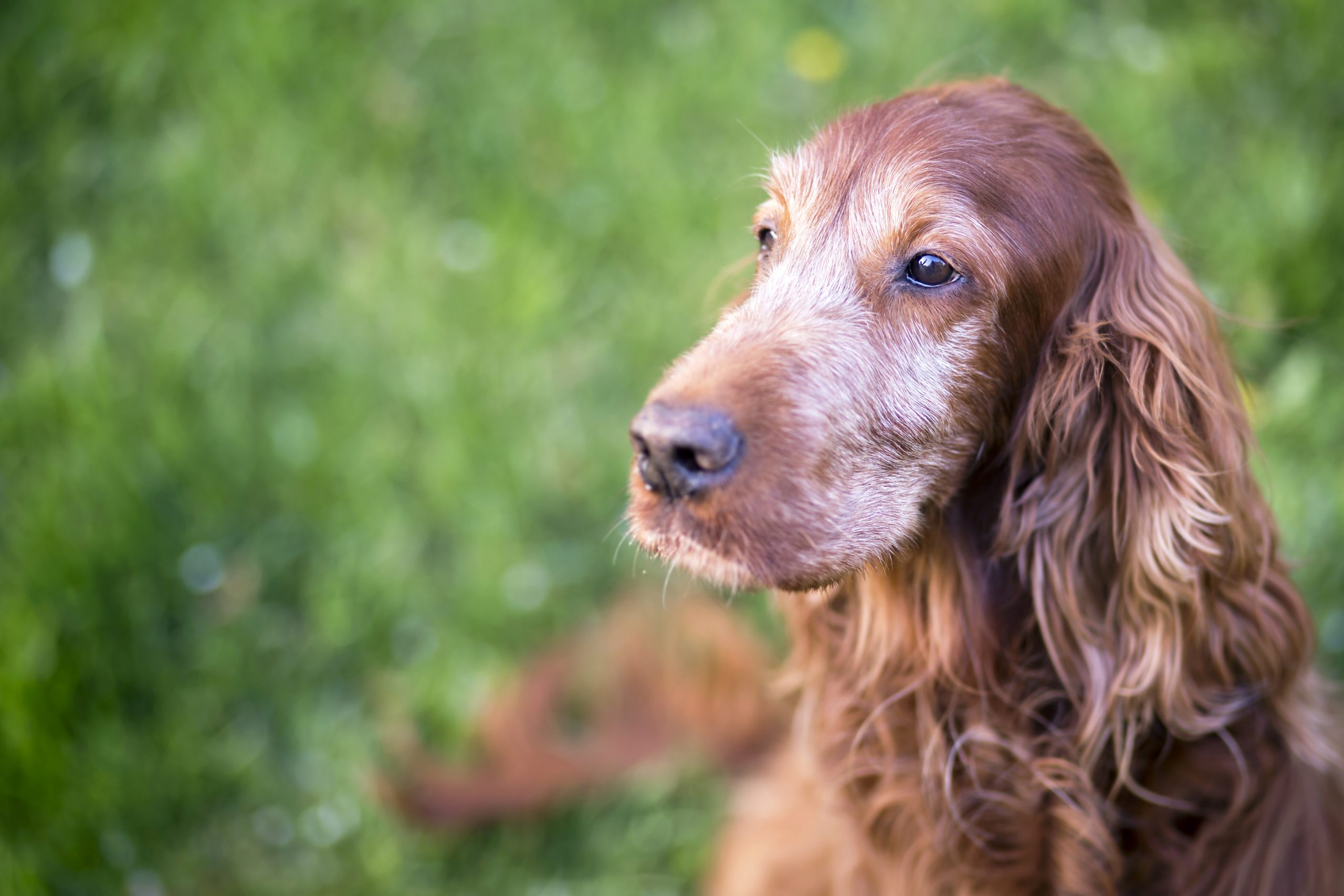 Portrait of a cute old Irish Setter dog