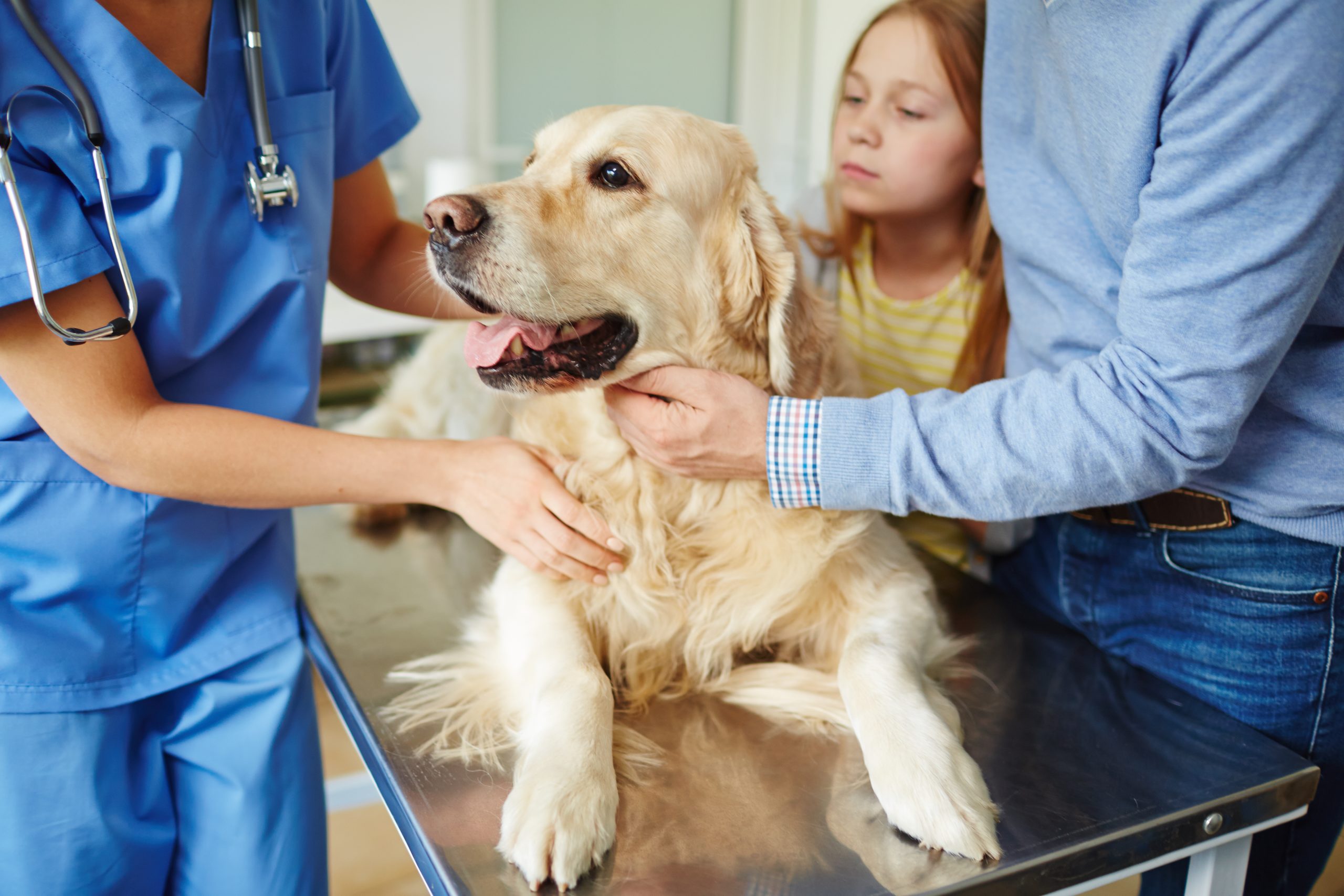 Dog on table getting checked by vet