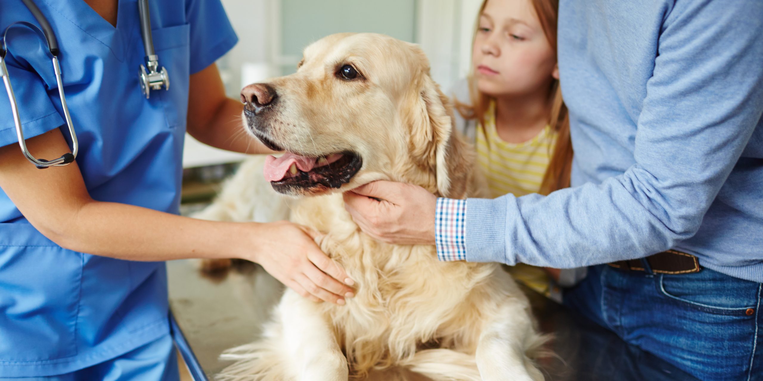Dog on table getting checked by vet