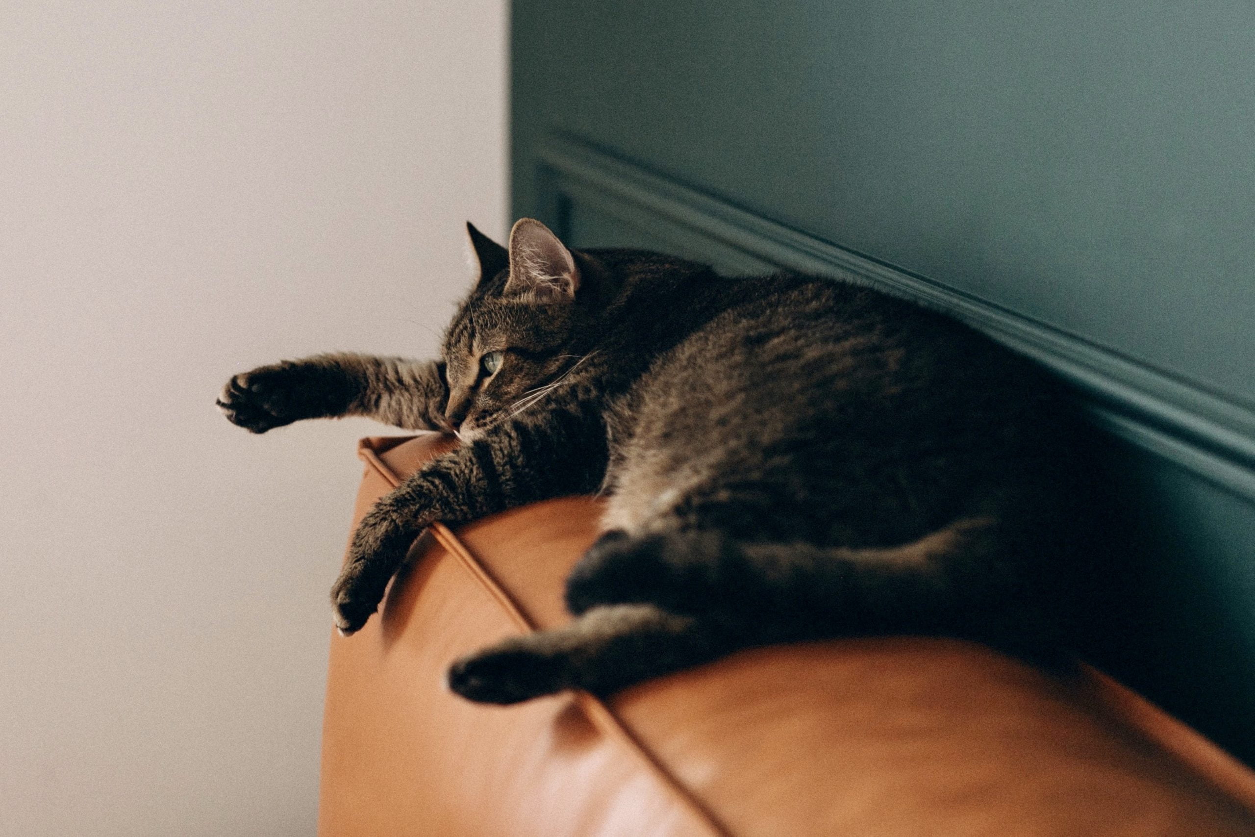 Cat lying on the top of a couch