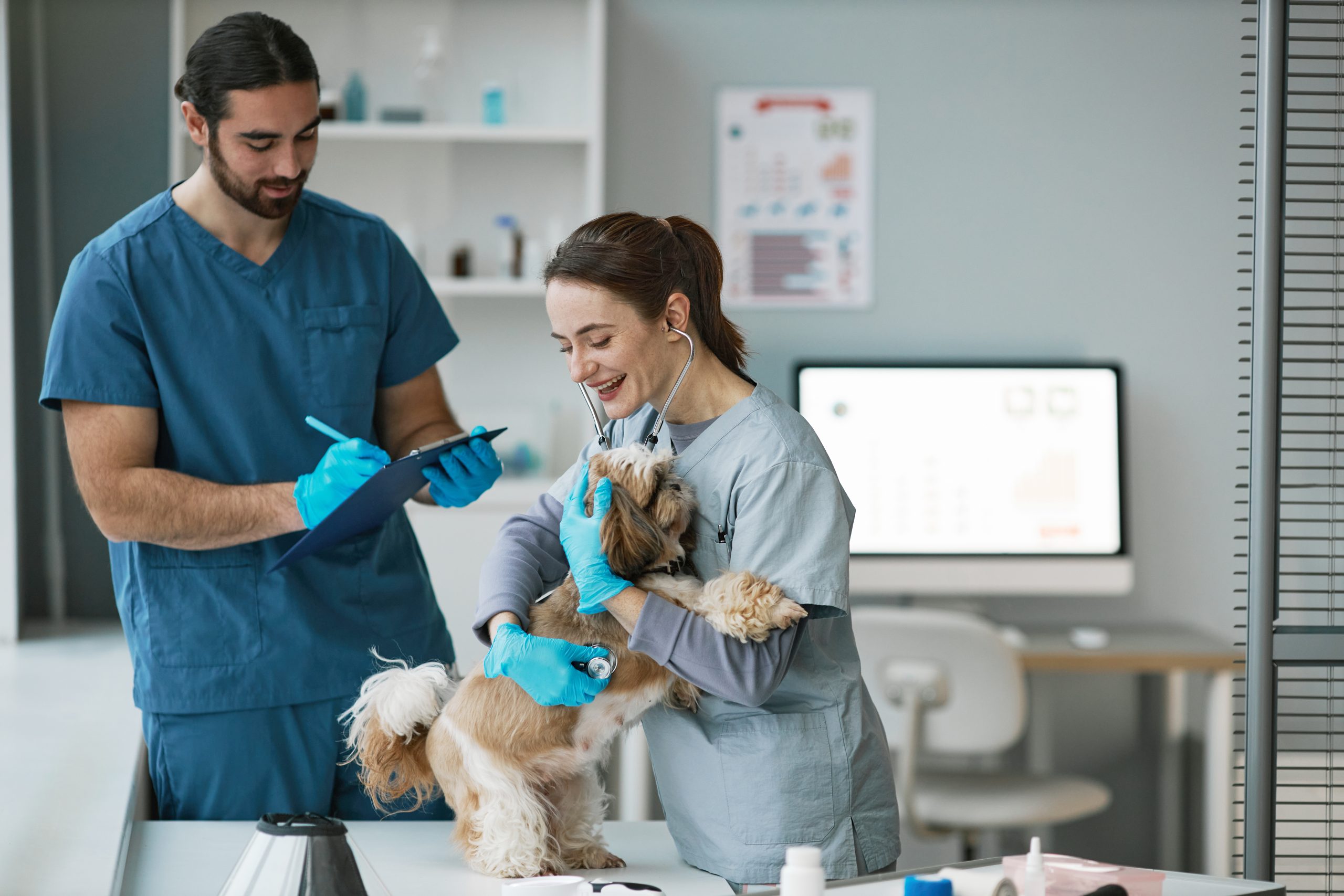 veterinary clinician in uniform examining cute yorkshire terrier with stethoscope