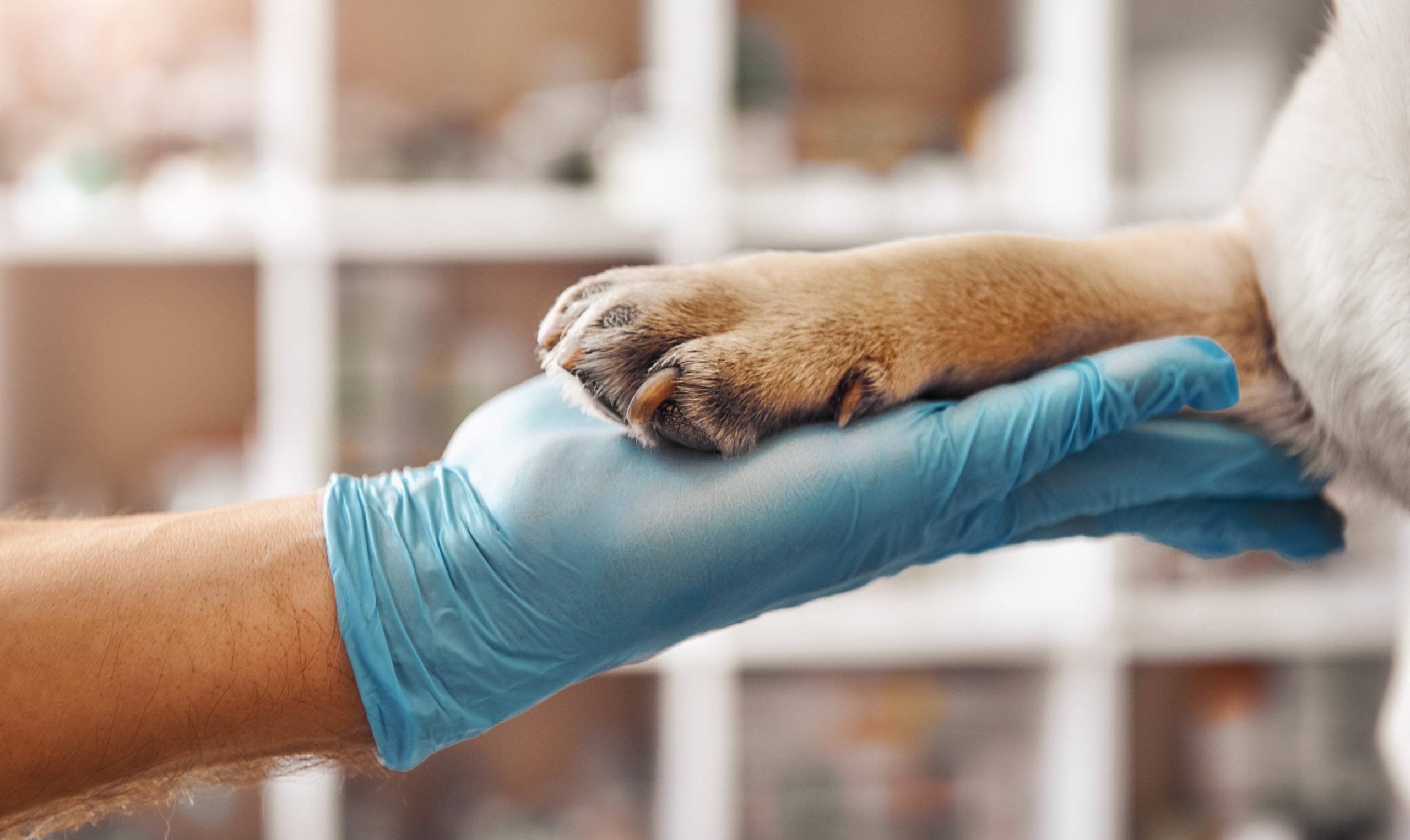 Dog paw on Vet's hand