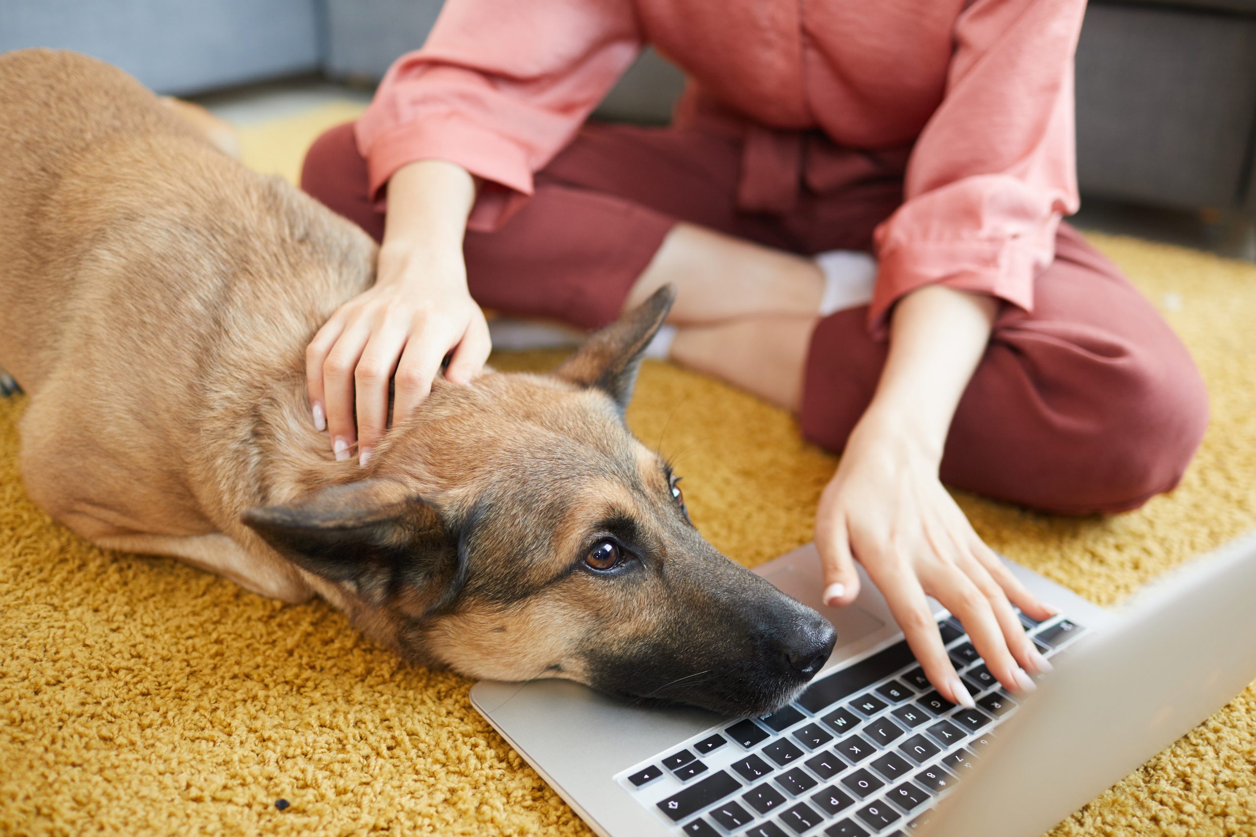 Dog laying its head on laptop while owner pets the dog