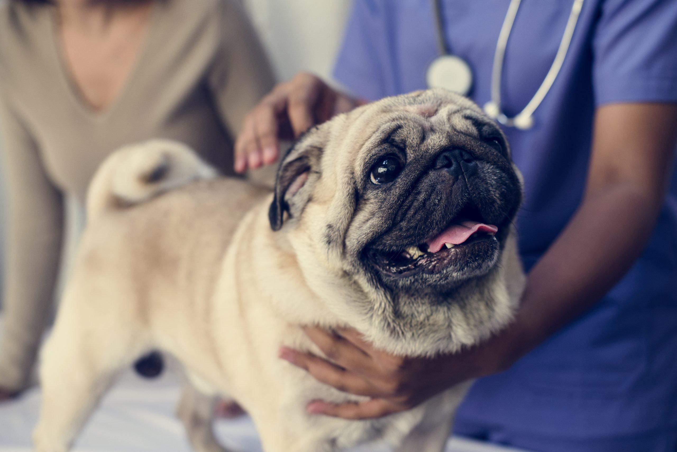 Pet pug in a veterinary clinic