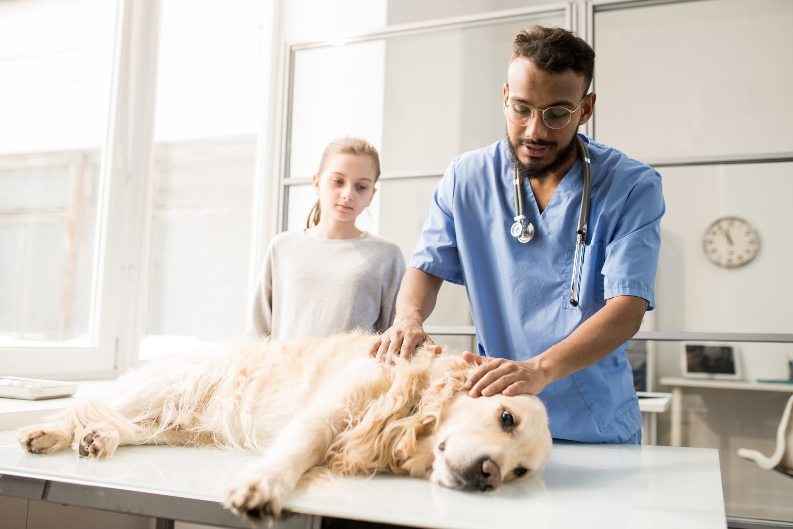 Sick labrador dog lying on medical table while veterinary clinician examines