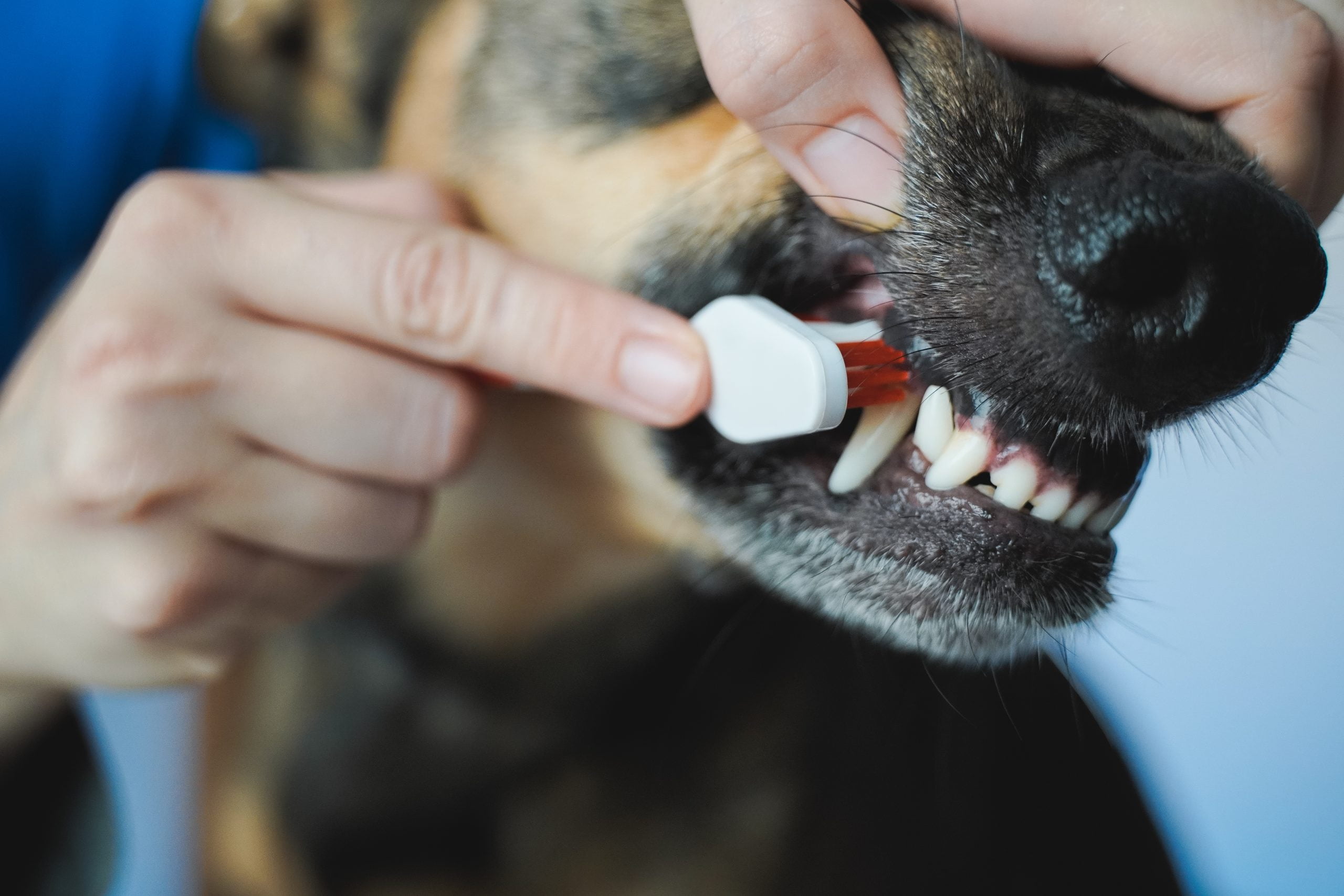 Vet doctor brushing dog teeth for dental care