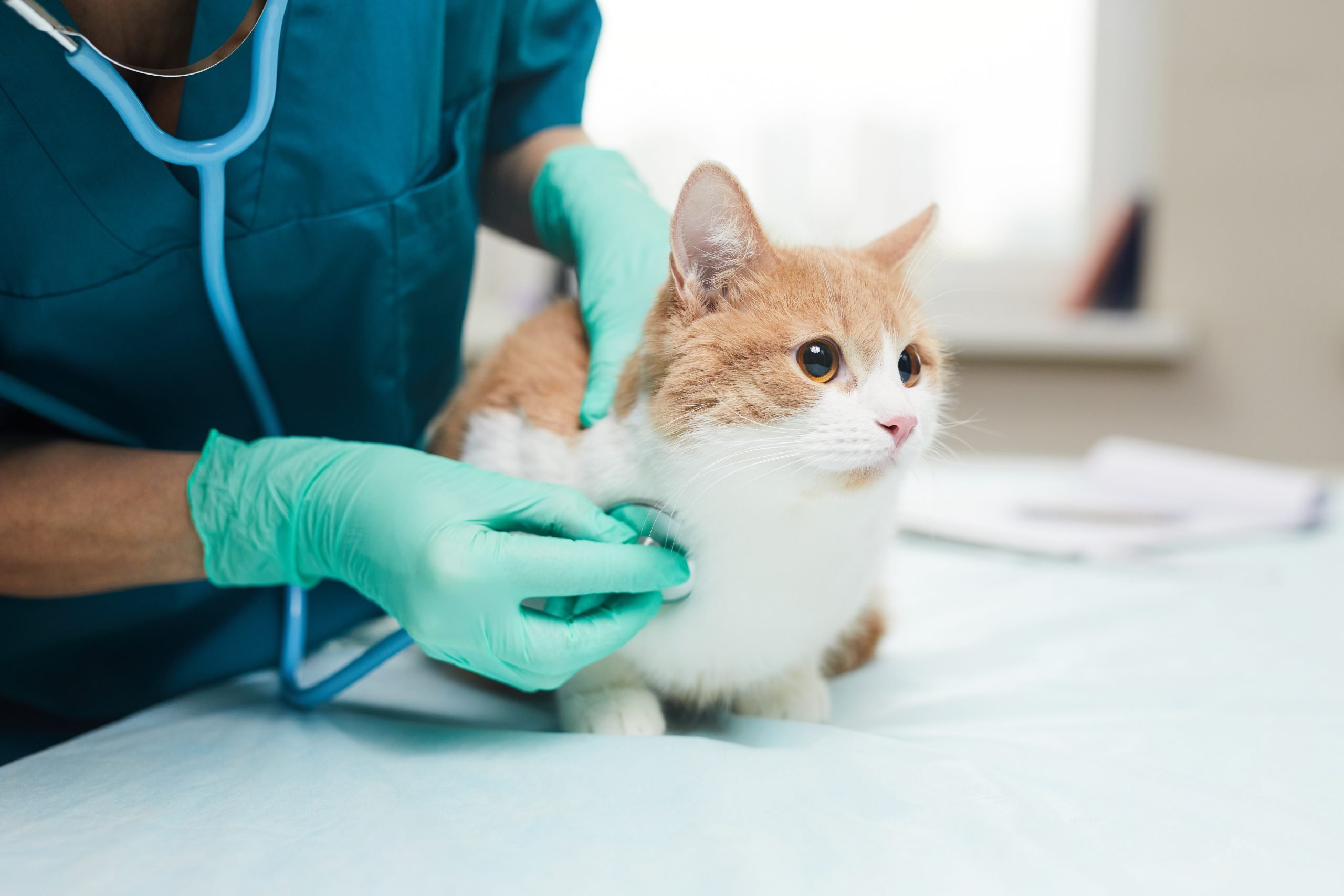Cute cat getting checked at Vet