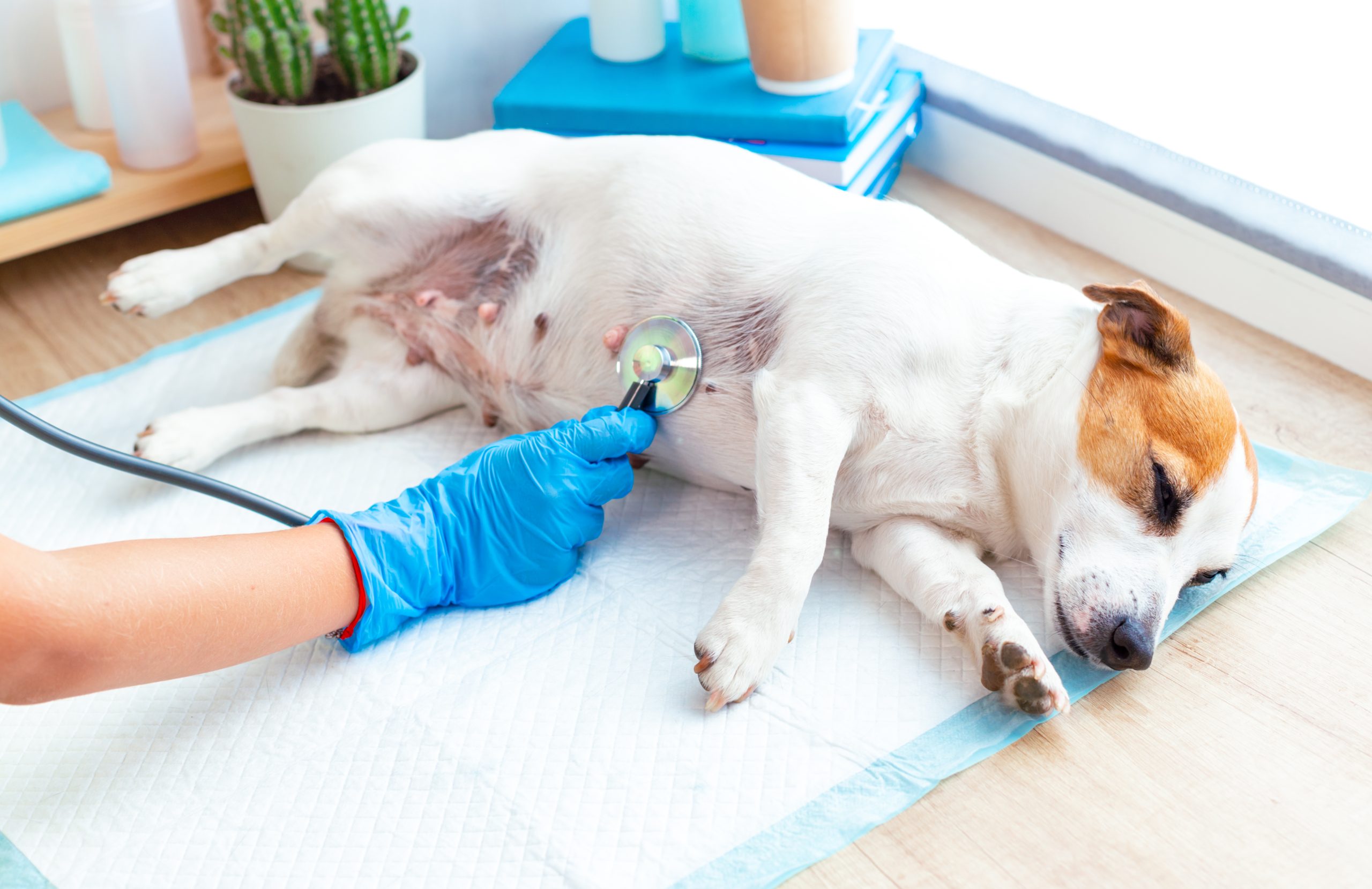 A vet doctor examines a dog Jack Russell Terrier lying under anesthesia, listening to his breath or heart with a stethoscope