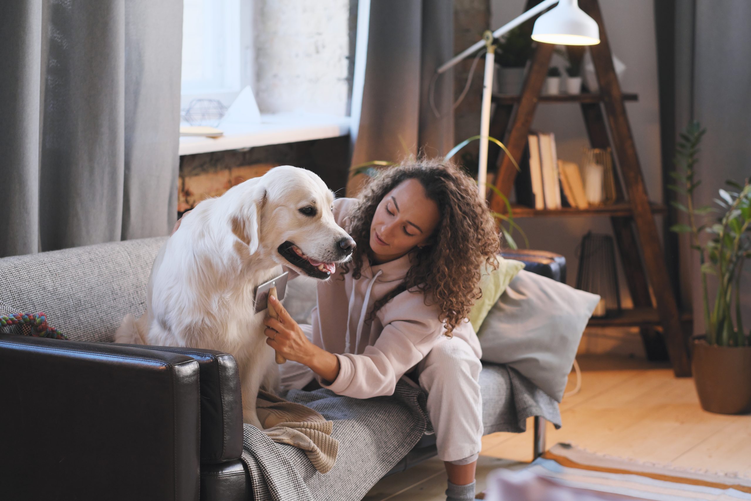 Woman combing her dog on the sofa