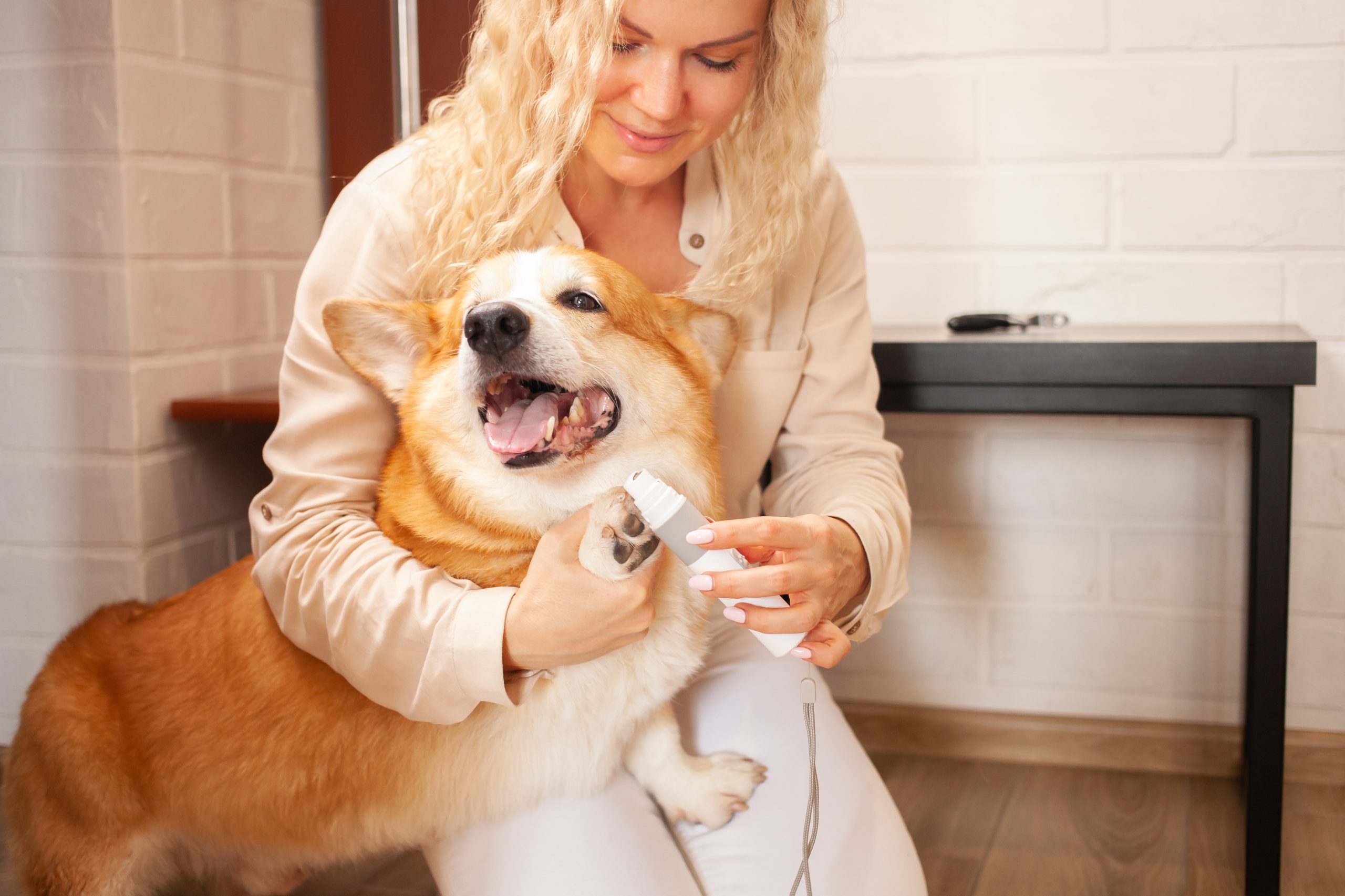 Woman cutting Corgi's nails